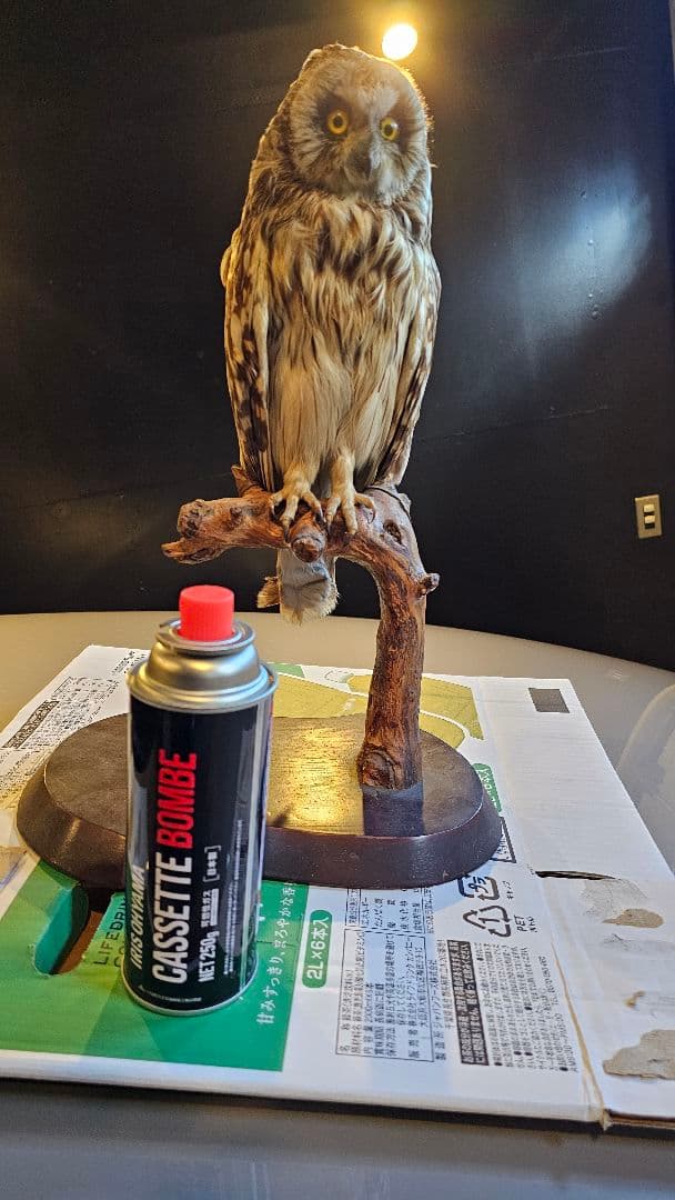 ミミズク　剥製　美品