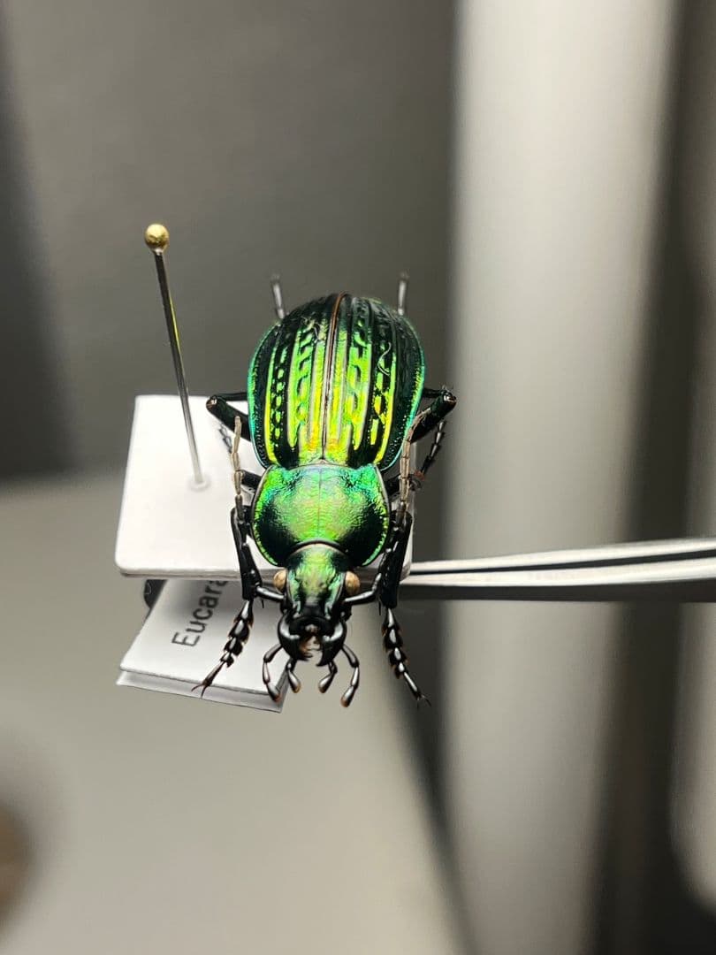 【32mm】Eucarabus ulrichi オサムシ カブリモドキ標本