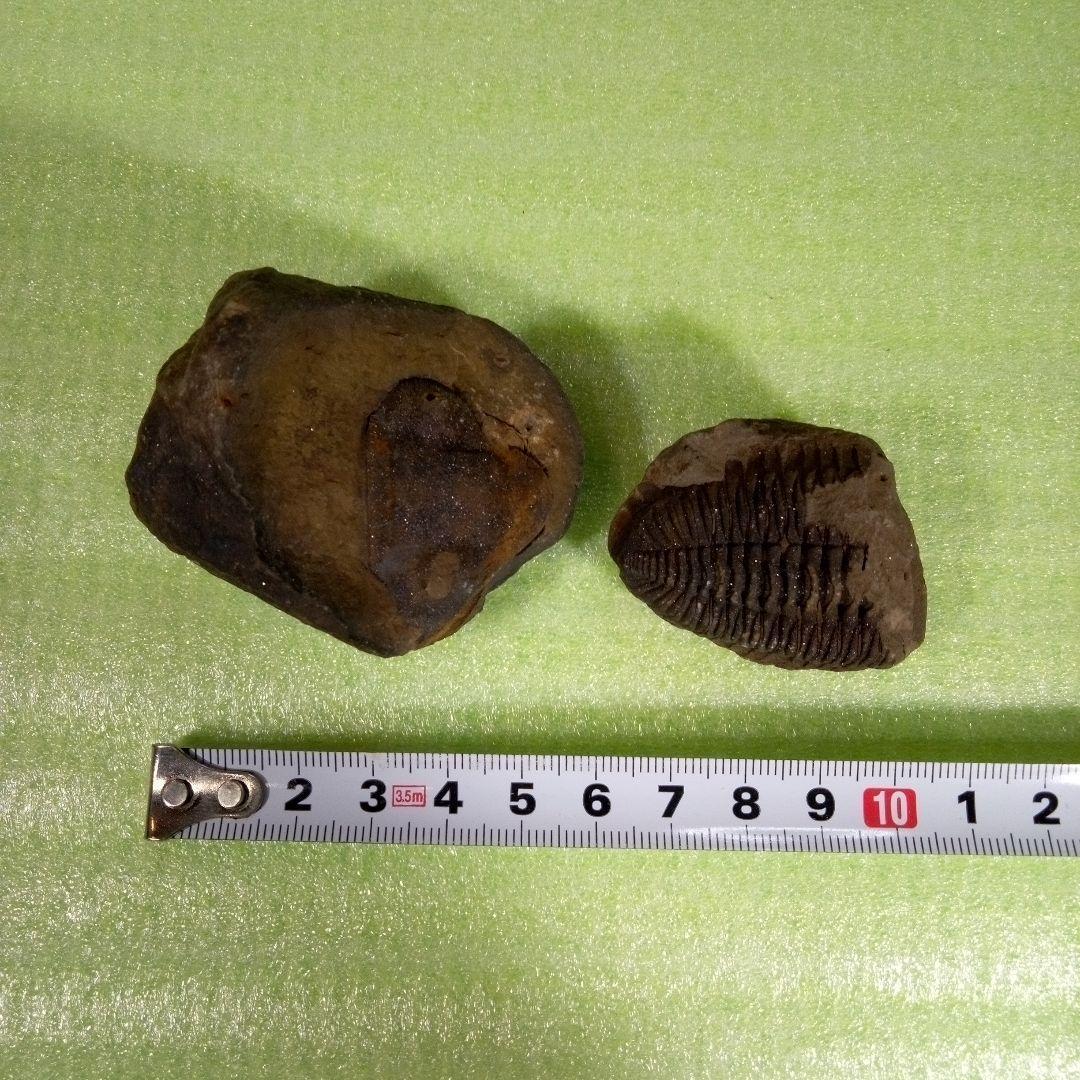 三葉虫　化石　fossil　ボリビア産　レア　Fossil判別⑦