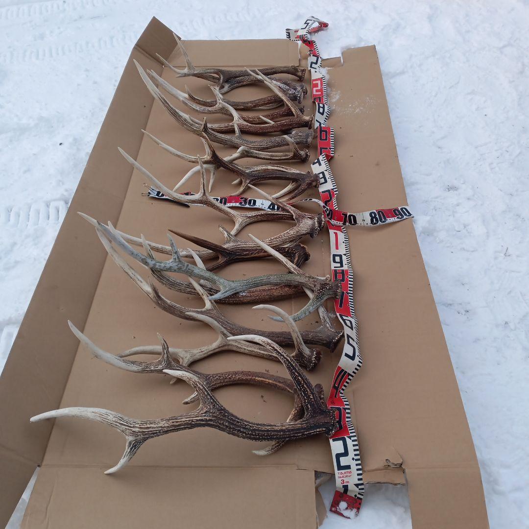 鹿の角 大型　犬のおもちゃ、工芸品などにどうぞ　26番