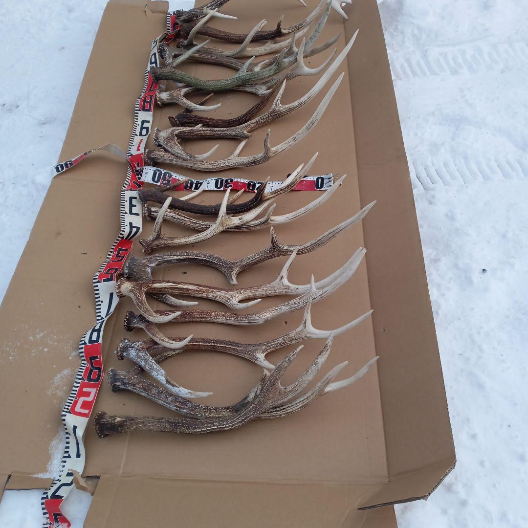 鹿の角 大型　犬のおもちゃ、工芸品などにどうぞ　26番