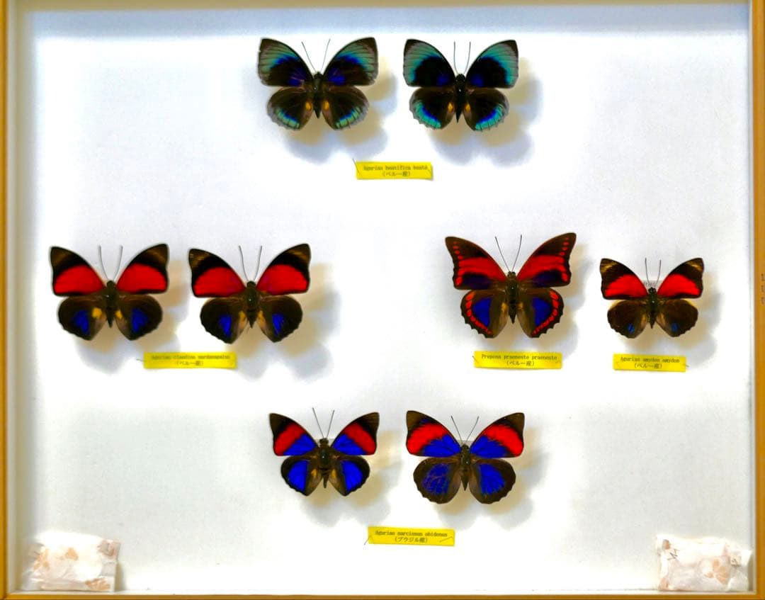 蝶標本 プレポナ アグリアス/アカルリオビタテハ/アミドンミイロタテハ ドイツ箱