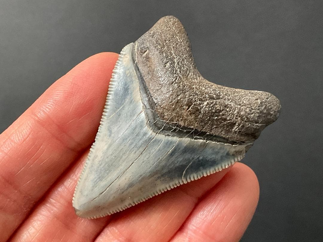 メガロドンの歯 [MG219] 化石 サメ