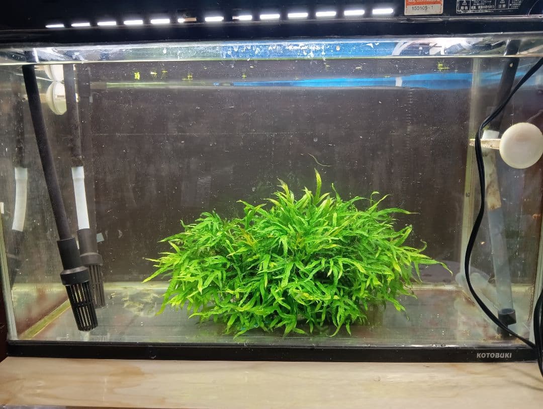 KEISUKEさま専用　サラワクカピット　ナナミニ　２点セット