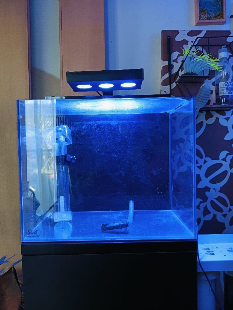 ひ*な様 オルカシェル２水槽