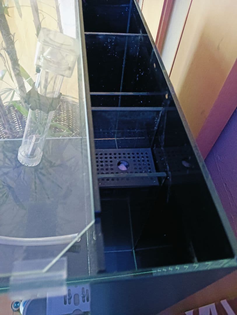 ひ*な様 オルカシェル２水槽