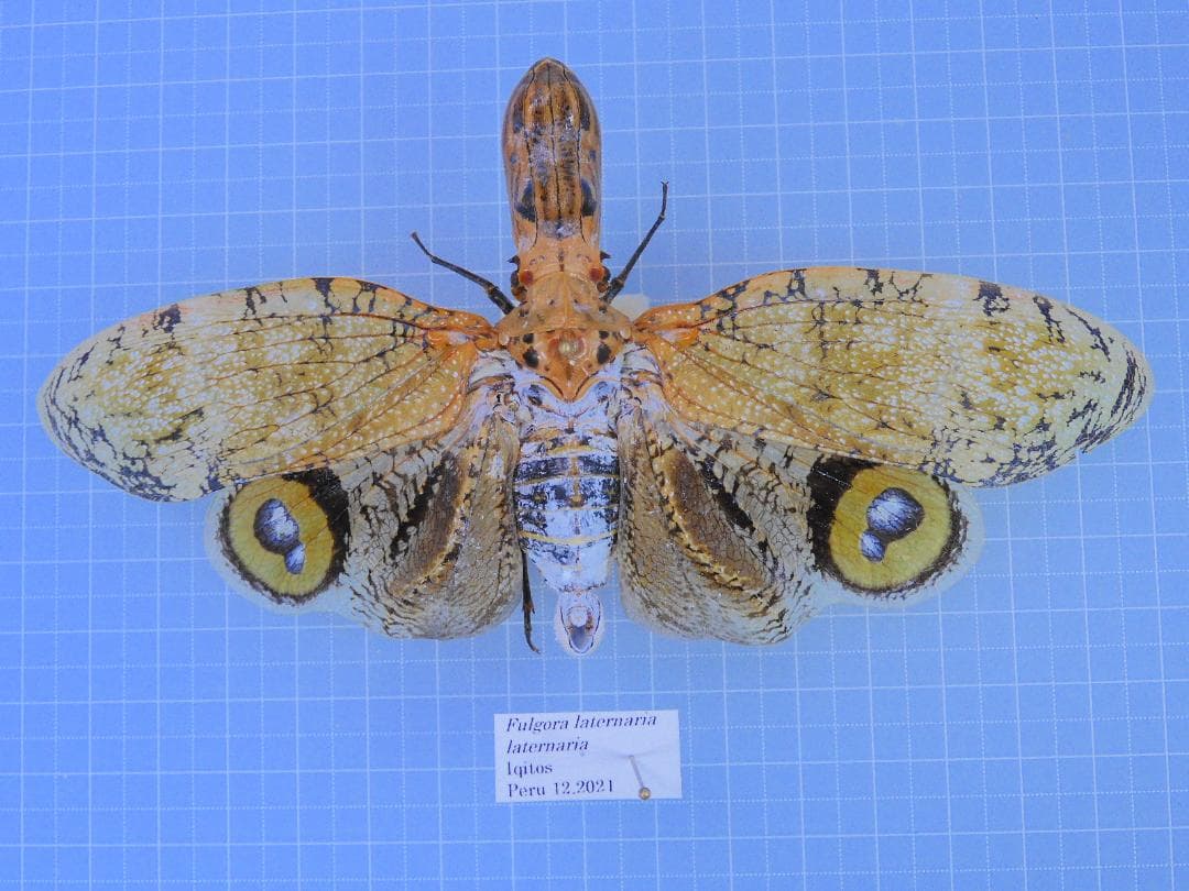 テオドシア様 リクエスト 3点 まとめ商品