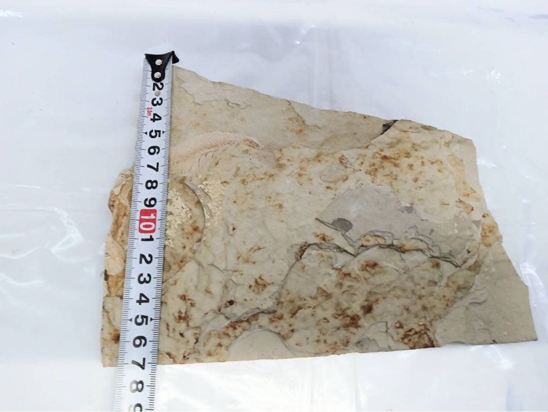 リコプテラ　ジュラ紀 硬骨魚綱 リコプテラ科　中国 遼寧省凌源県　2点　化石