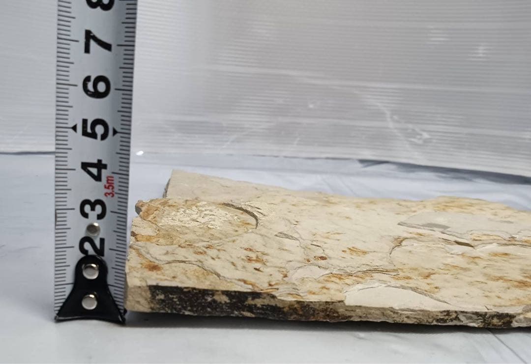 リコプテラ　ジュラ紀 硬骨魚綱 リコプテラ科　中国 遼寧省凌源県　2点　化石