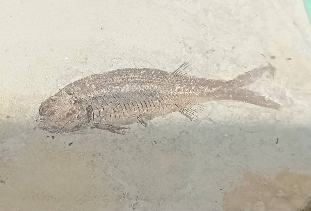 リコプテラ　ジュラ紀 硬骨魚綱 リコプテラ科　中国 遼寧省凌源県　2点　化石