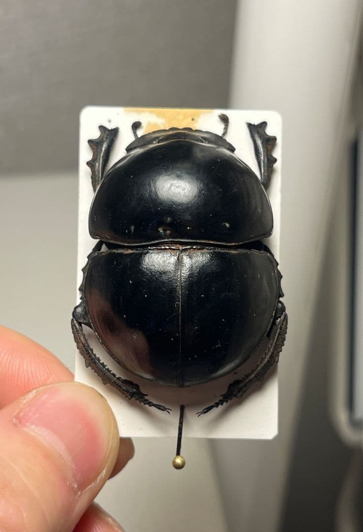 【未展足38mm】ピンポンタマオシコガネ 　スカラベ　フンコロガシ標本