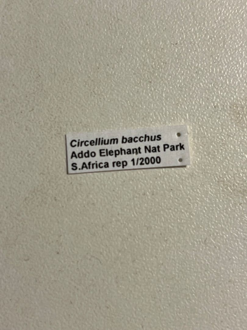 【未展足38mm】ピンポンタマオシコガネ 　スカラベ　フンコロガシ標本