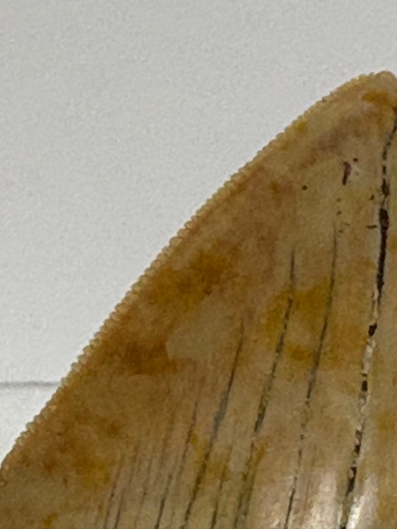 化石 サメの歯メガロドンインネシア約13.2cm 約244g新生代第三紀中新世