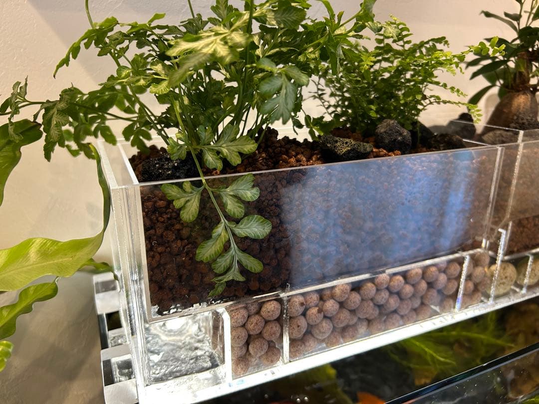 すぐ始められる！！上部濾過式アクアポニックス水槽アクアリウム水槽