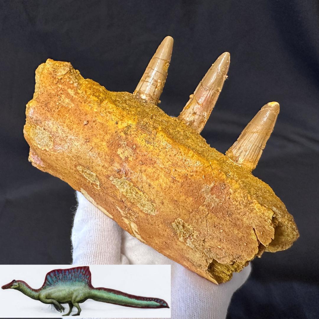スピノサウルス 顎骨 歯 牙 化石標本 肉食恐竜 獣脚類 1449