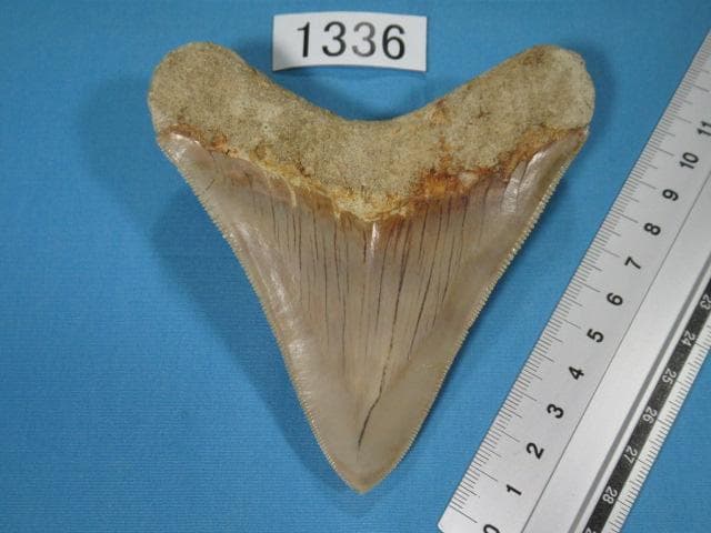 化石 サメの歯・メガロドン・インドネシア・10.6cm・No.1336