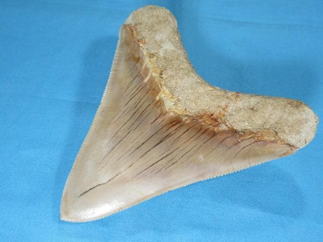 化石 サメの歯・メガロドン・インドネシア・10.6cm・No.1336