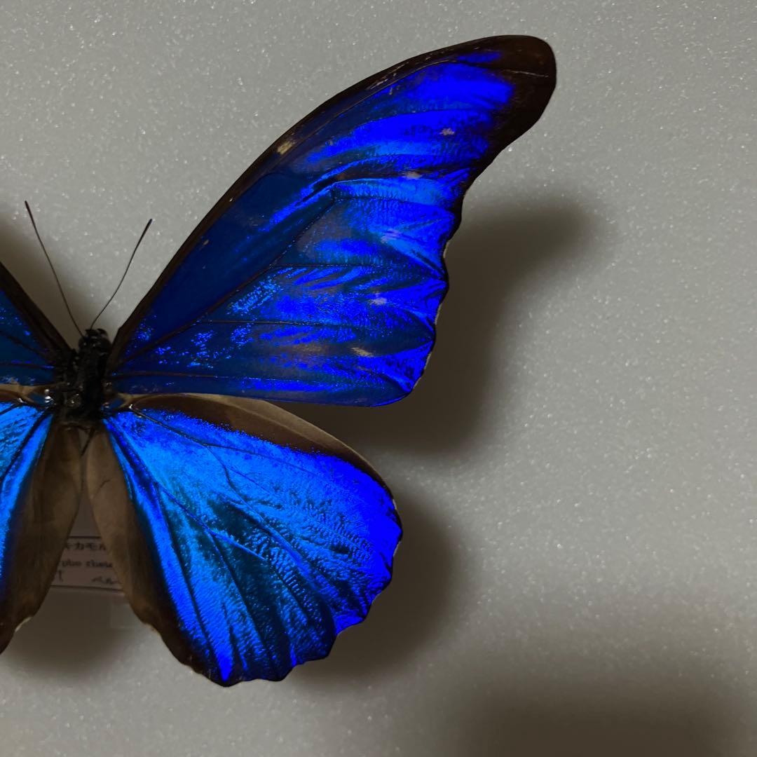 大型ドイツ標本箱（未使用uv） カキカモルフオ