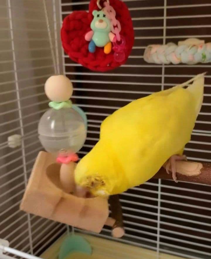 h84　フォージングトイセット　止まり木　バードトイ　インコ　ことり