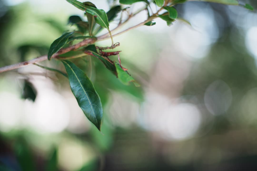 【美品】Carl Zeiss Planar 50mm F1.4 MMJ 390