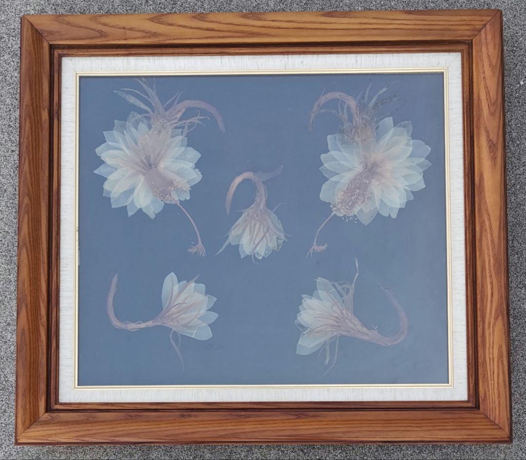 月下美人　押し花　額縁入り　押し花アート　汚れあり