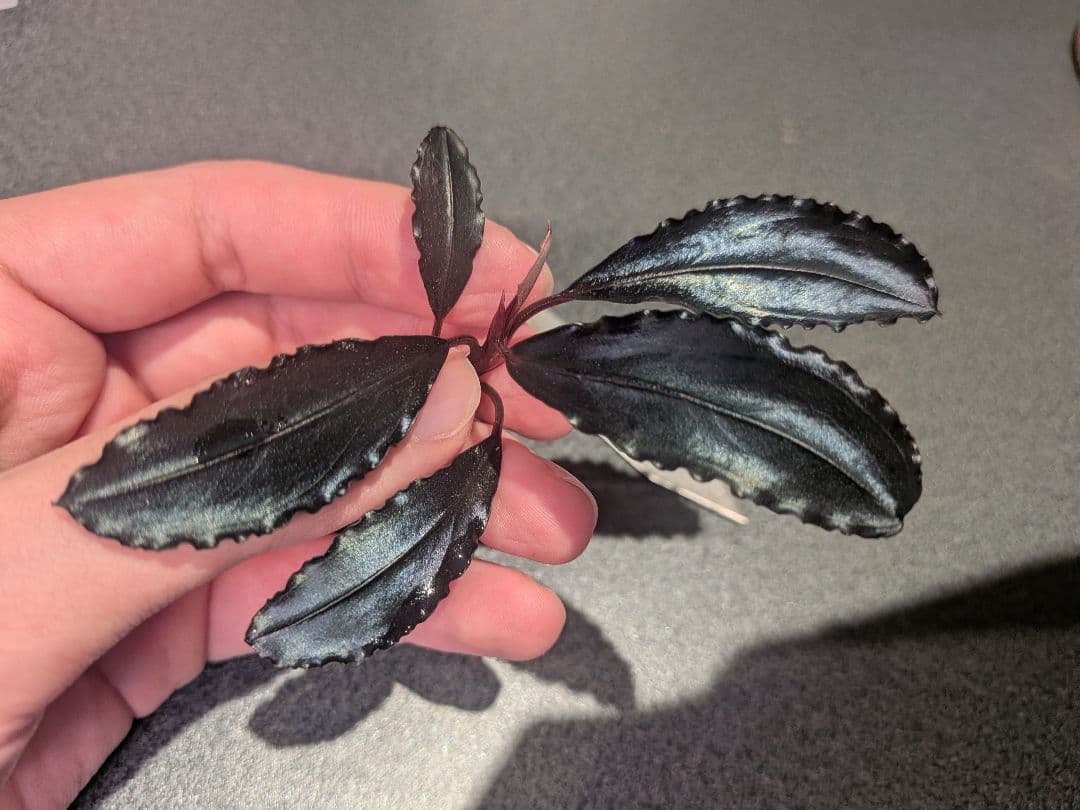 Bucephalandra Red waltz レッドワルツ メタルタグ付き