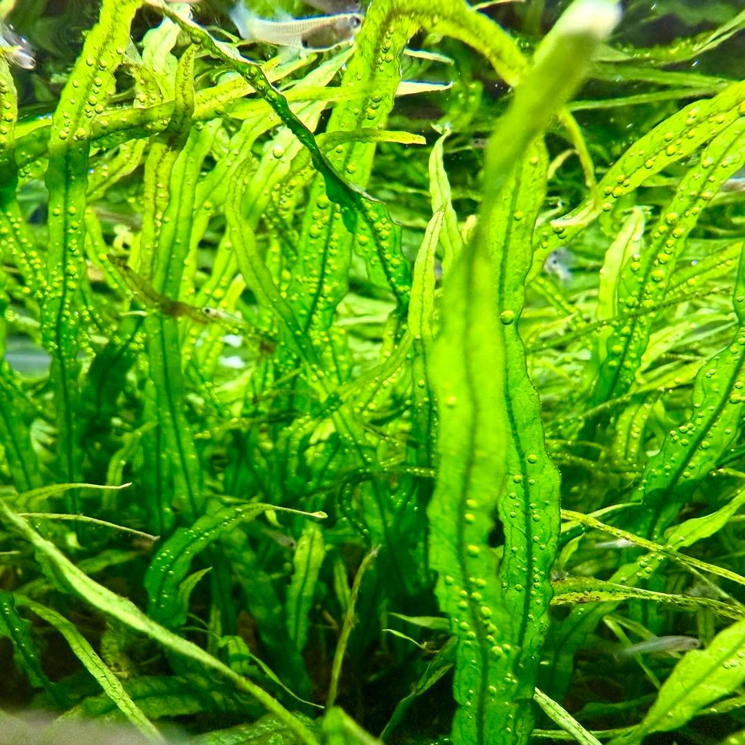 ミクロソリウム 本ナロー ー株大盛(水中葉)(無農薬)