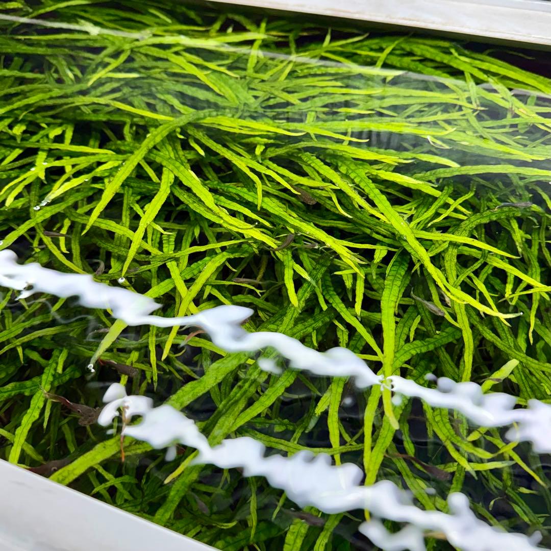 ミクロソリウム 本ナロー ー株大盛(水中葉)(無農薬)