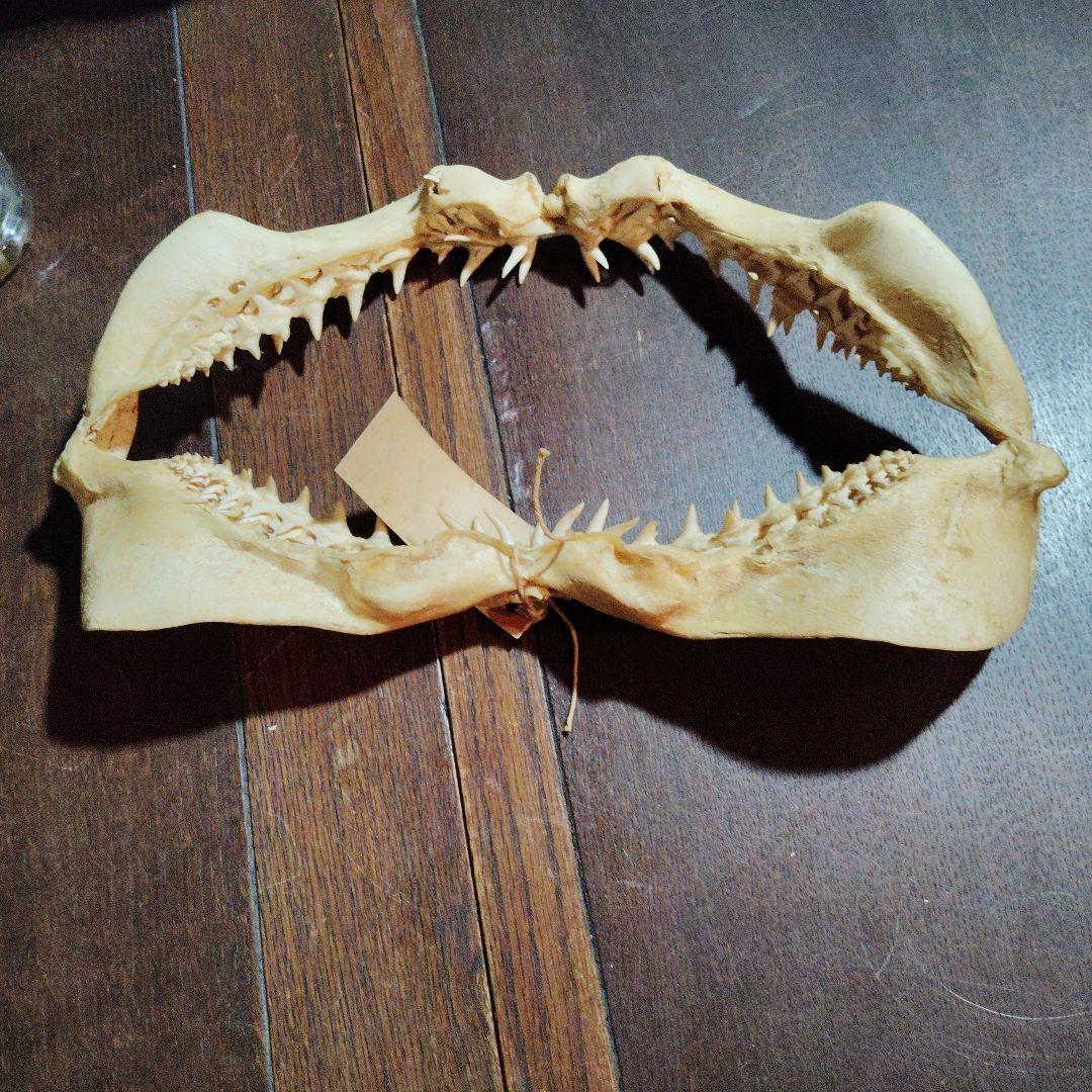 13インチ マコシャークの顎