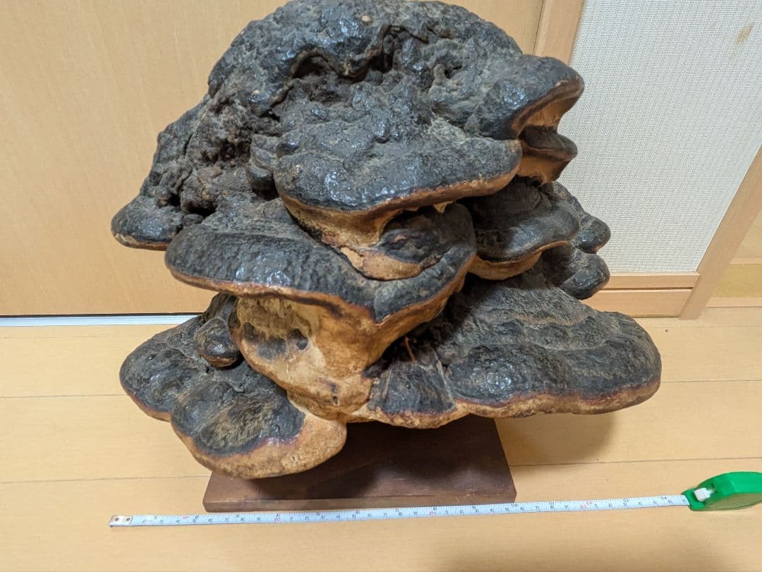 巨大)霊芝　灵芝　サルノコシカケ　固定台座付き　骨董品　開運　縁起物