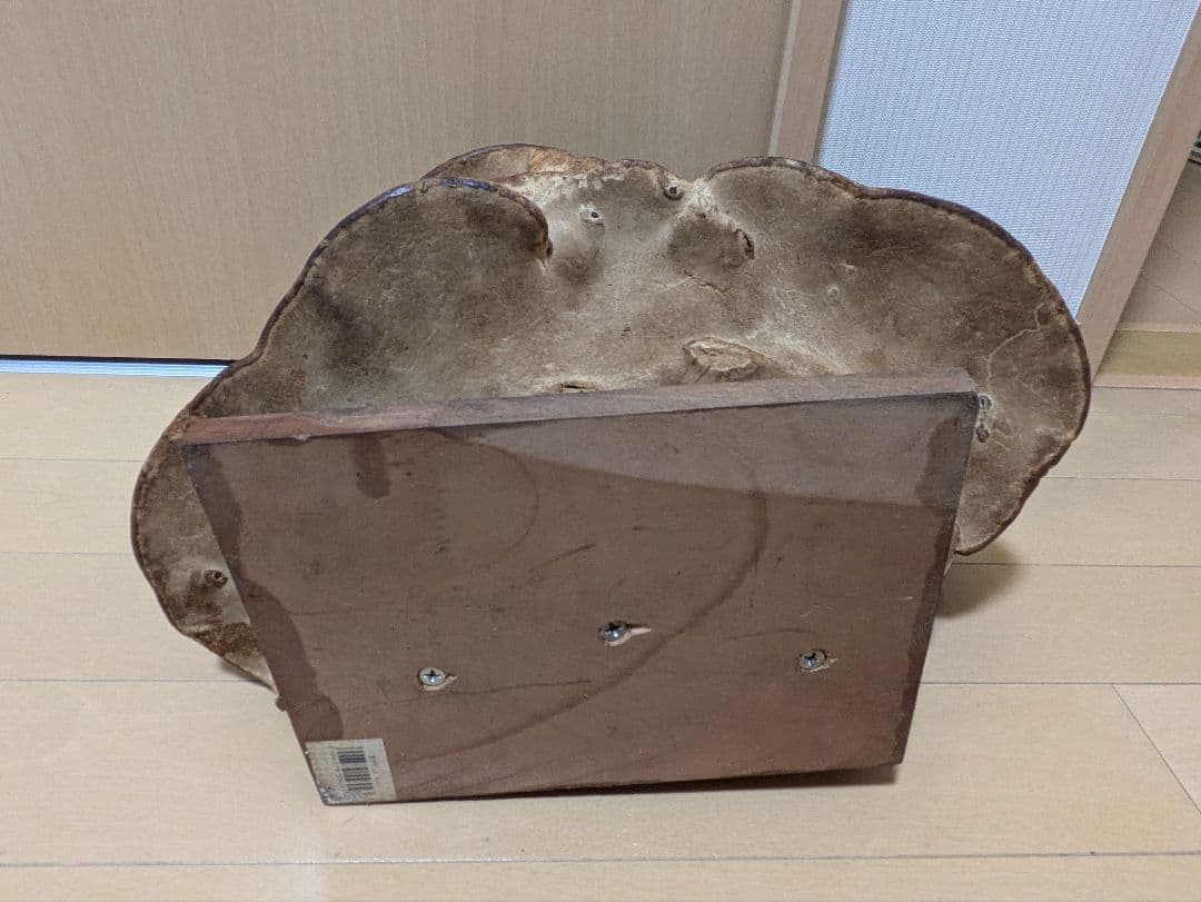 巨大)霊芝　灵芝　サルノコシカケ　固定台座付き　骨董品　開運　縁起物