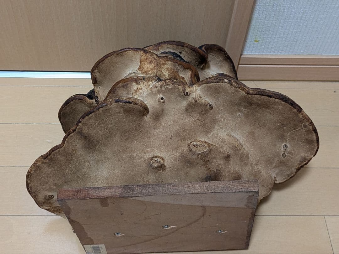 巨大)霊芝　灵芝　サルノコシカケ　固定台座付き　骨董品　開運　縁起物