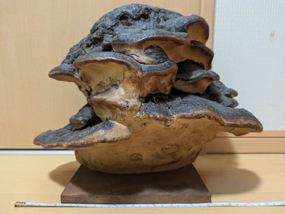 巨大)霊芝　灵芝　サルノコシカケ　固定台座付き　骨董品　開運　縁起物