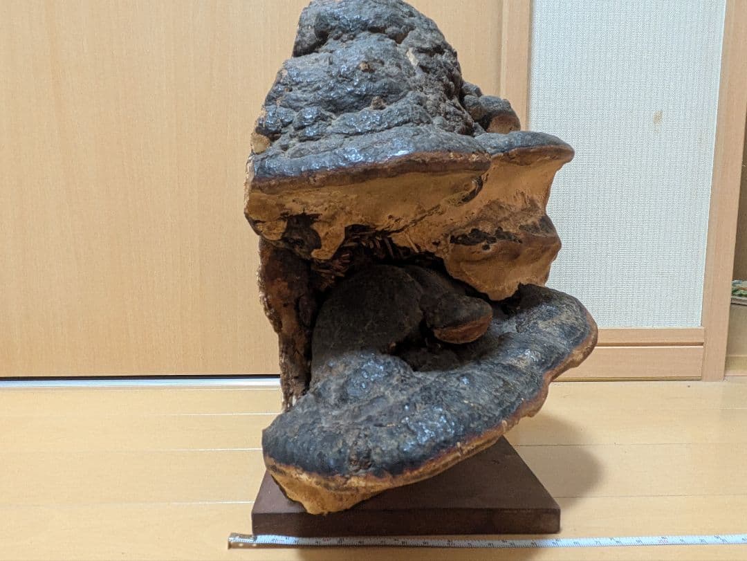 巨大)霊芝　灵芝　サルノコシカケ　固定台座付き　骨董品　開運　縁起物