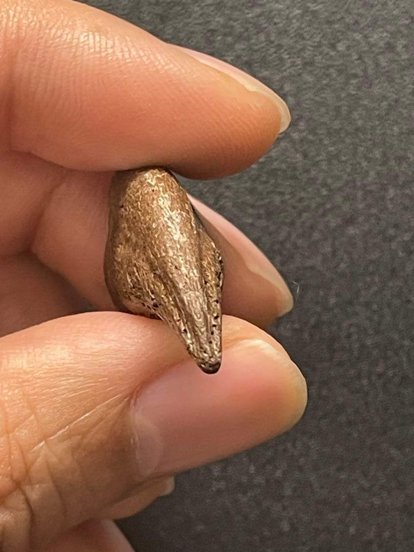 アンズ　爪化石　化石　地獄の鶏