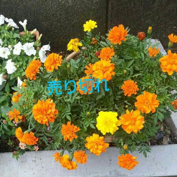 半額以下。小笠原亮一 油絵 ポピー