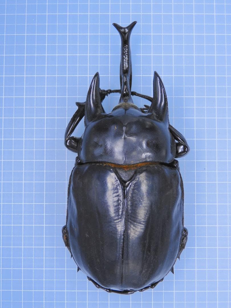 コロンビア産　レックスゾウカブト　115mmX51mm