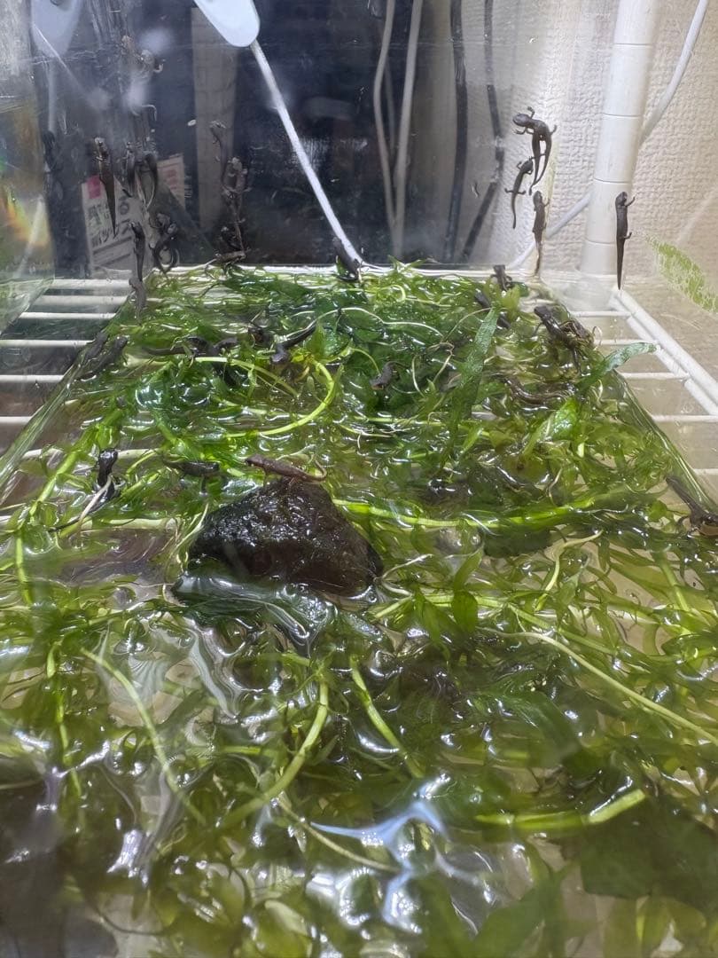 【ピコさん専用】アナカリス 水草 中型 大束