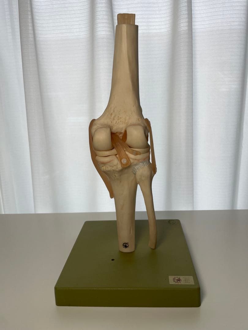 SOMSO 膝関節模型