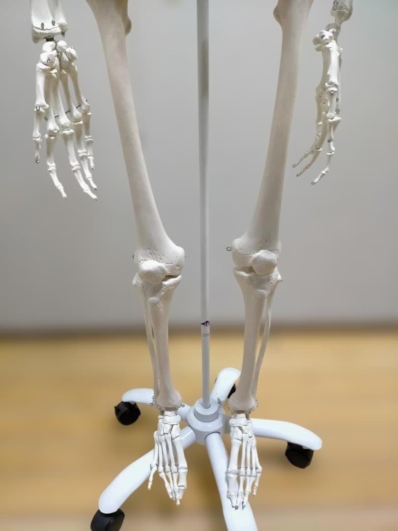 【送料無料】美品 3B Scientific 等身大 骨格模型 スタンド付
