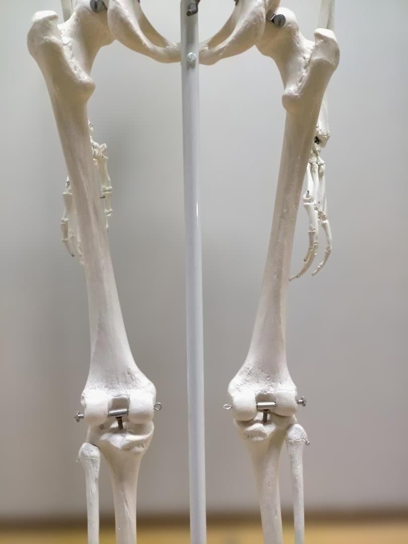 【送料無料】美品 3B Scientific 等身大 骨格模型 スタンド付