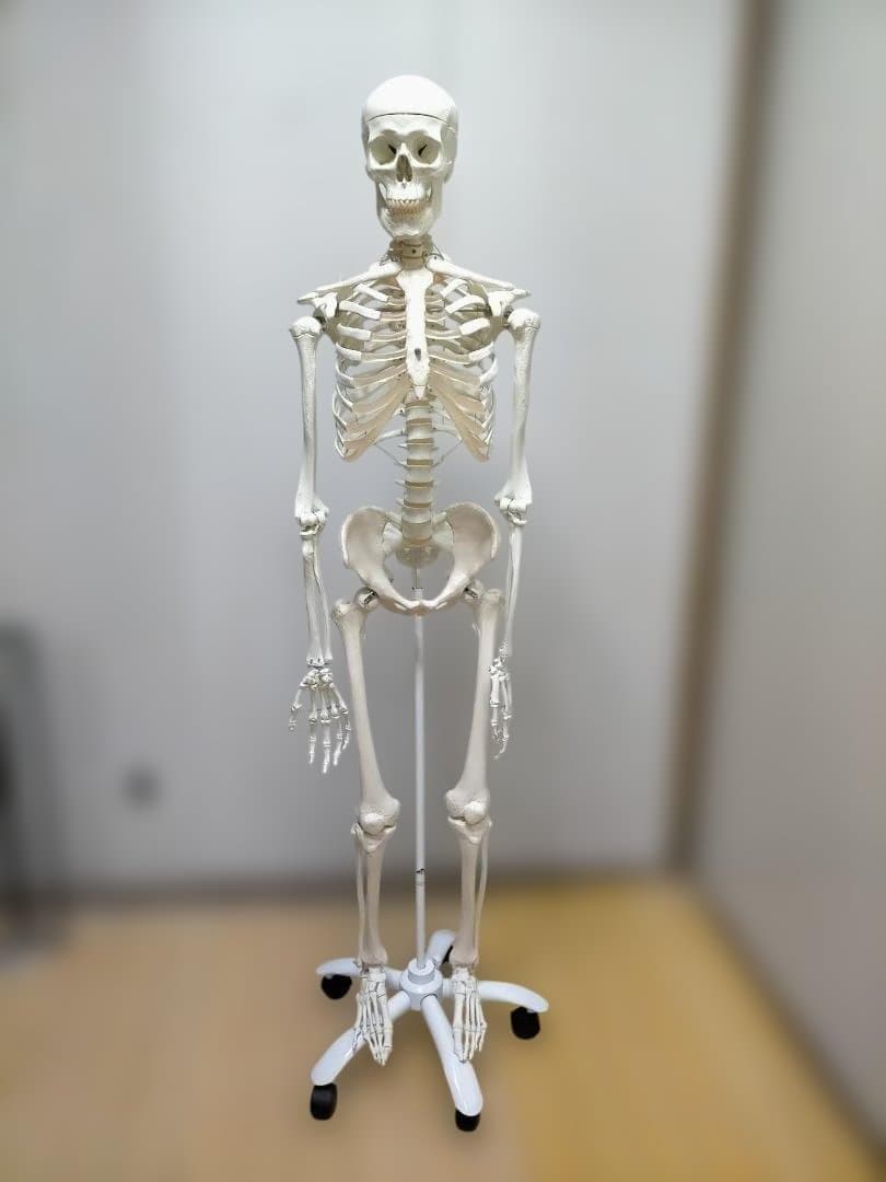 【送料無料】美品 3B Scientific 等身大 骨格模型 スタンド付