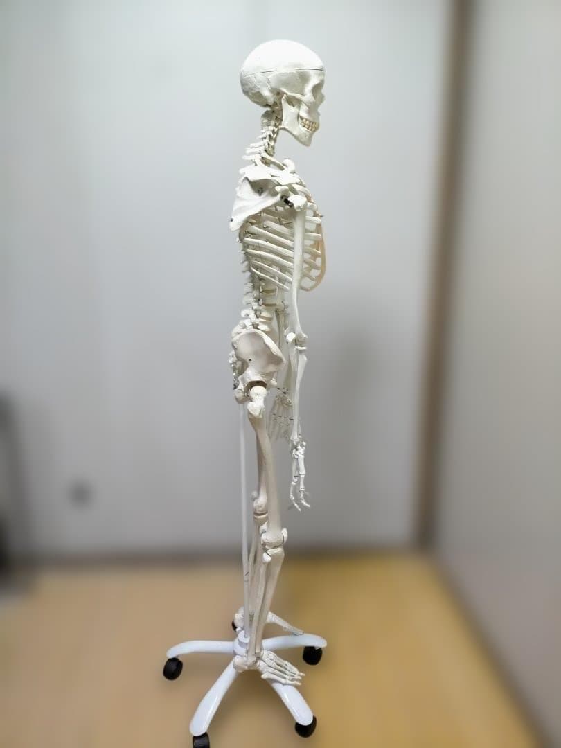 【送料無料】美品 3B Scientific 等身大 骨格模型 スタンド付