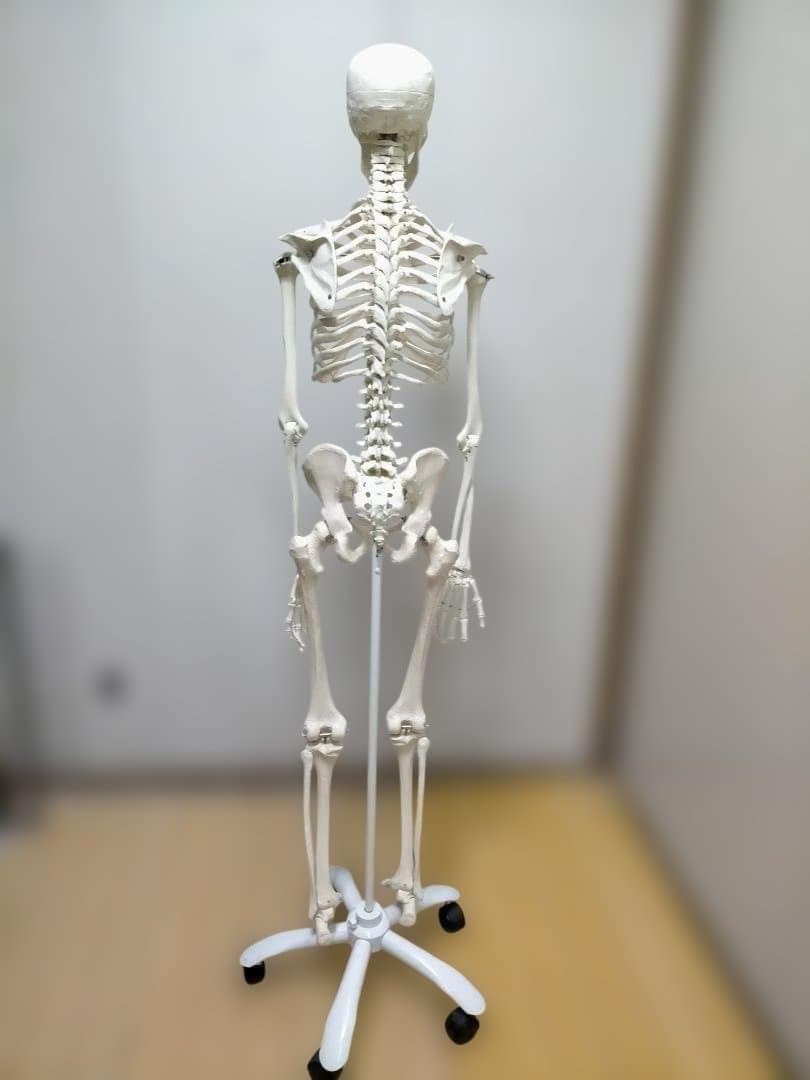 【送料無料】美品 3B Scientific 等身大 骨格模型 スタンド付