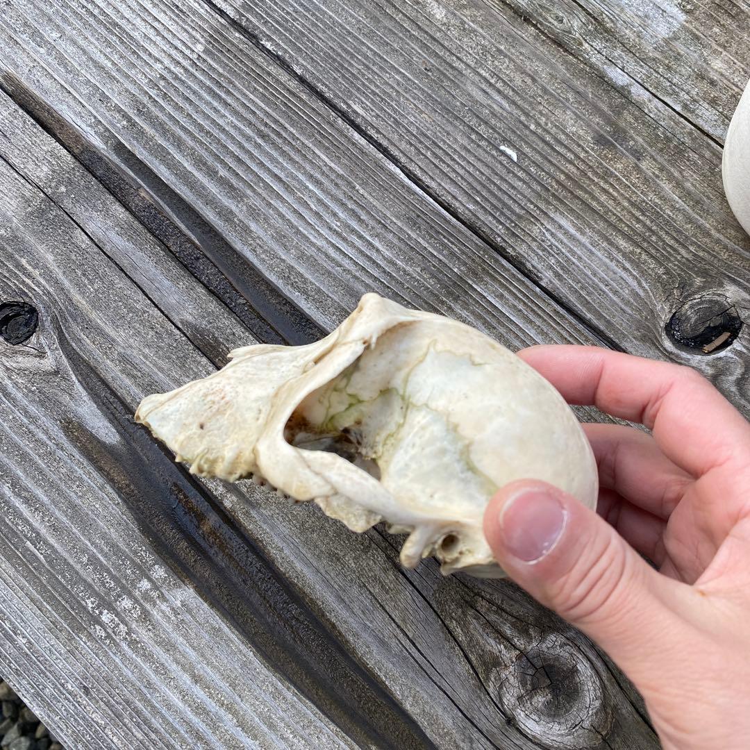 動物の骨製頭蓋骨 猿の頭蓋骨　スカル　骨格標本　ニホンザル