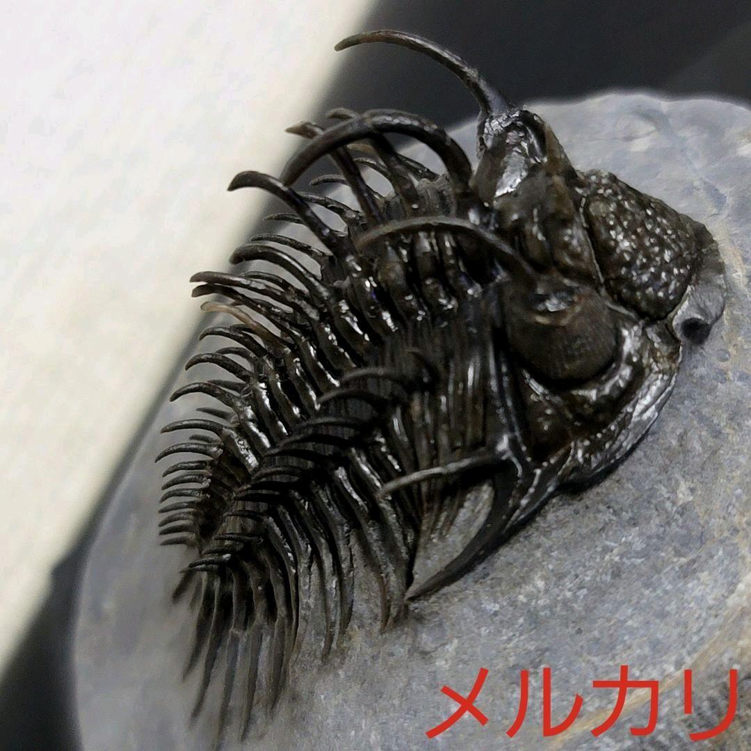 超棘棘！【Comura bultyncki】三葉虫 化石標本★trilobite
