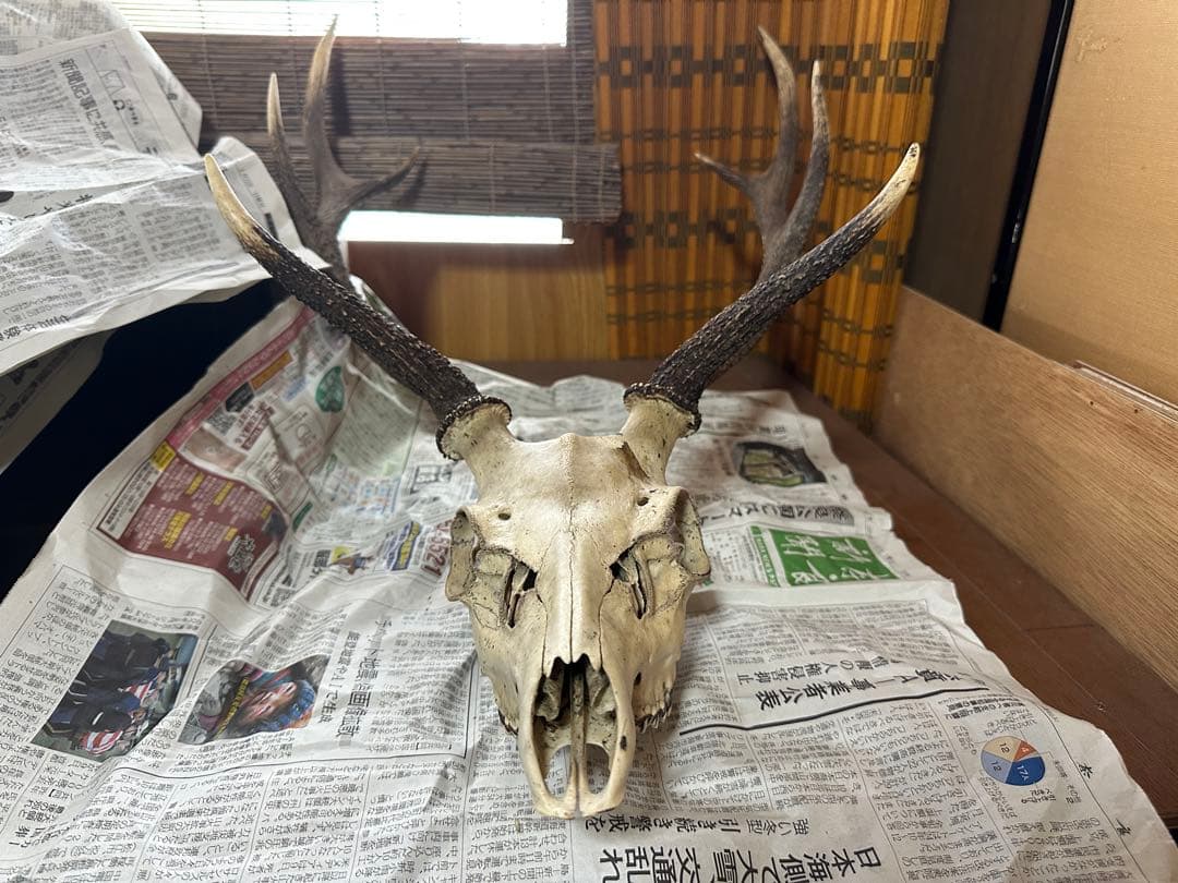ニホンジカ　スカルトロフィー 【三段角50センチ超え】