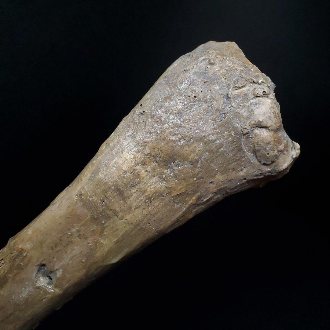 希少 アンハングエラ 化石 中手骨 恐竜 本物 146.81mm fr72