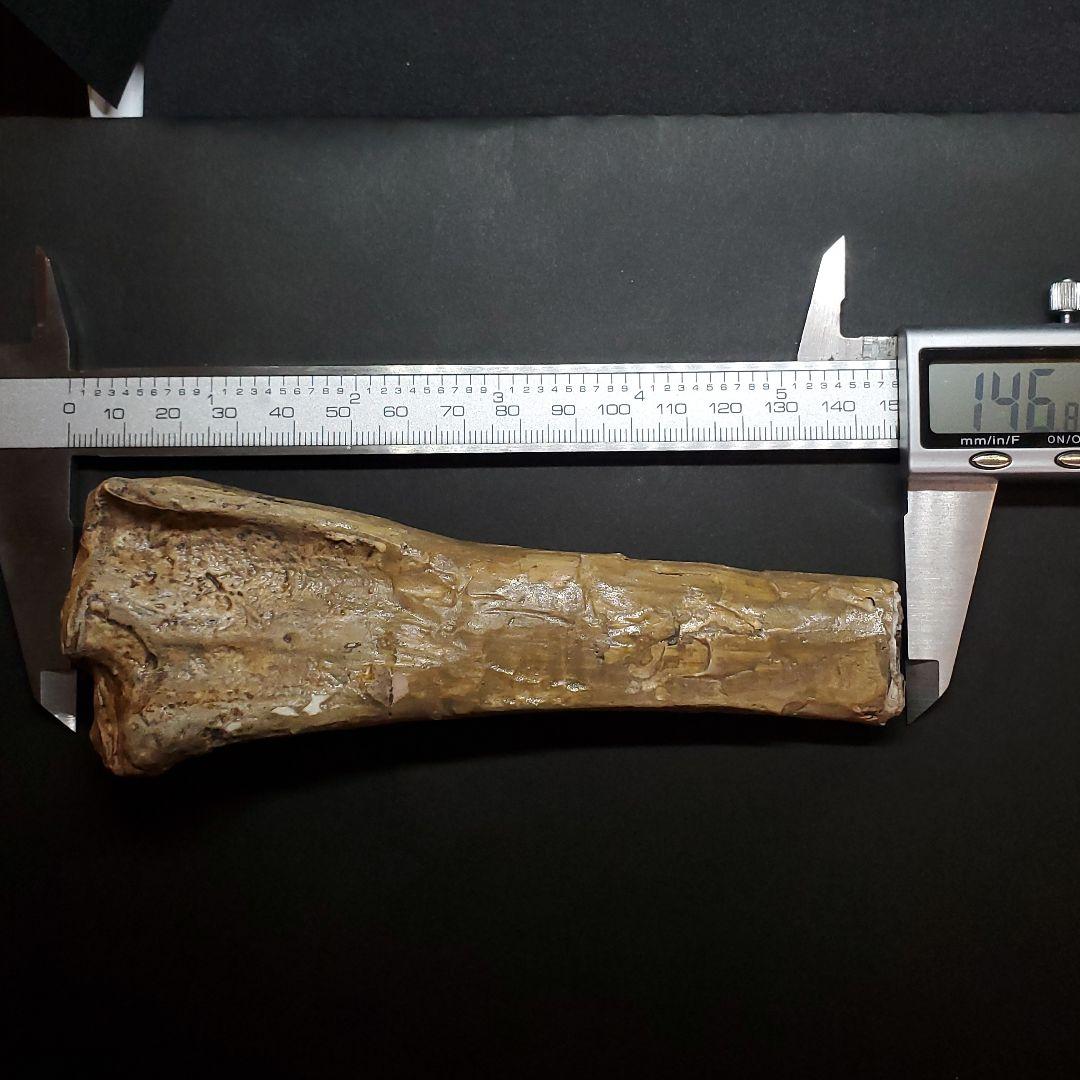 希少 アンハングエラ 化石 中手骨 恐竜 本物 146.81mm fr72