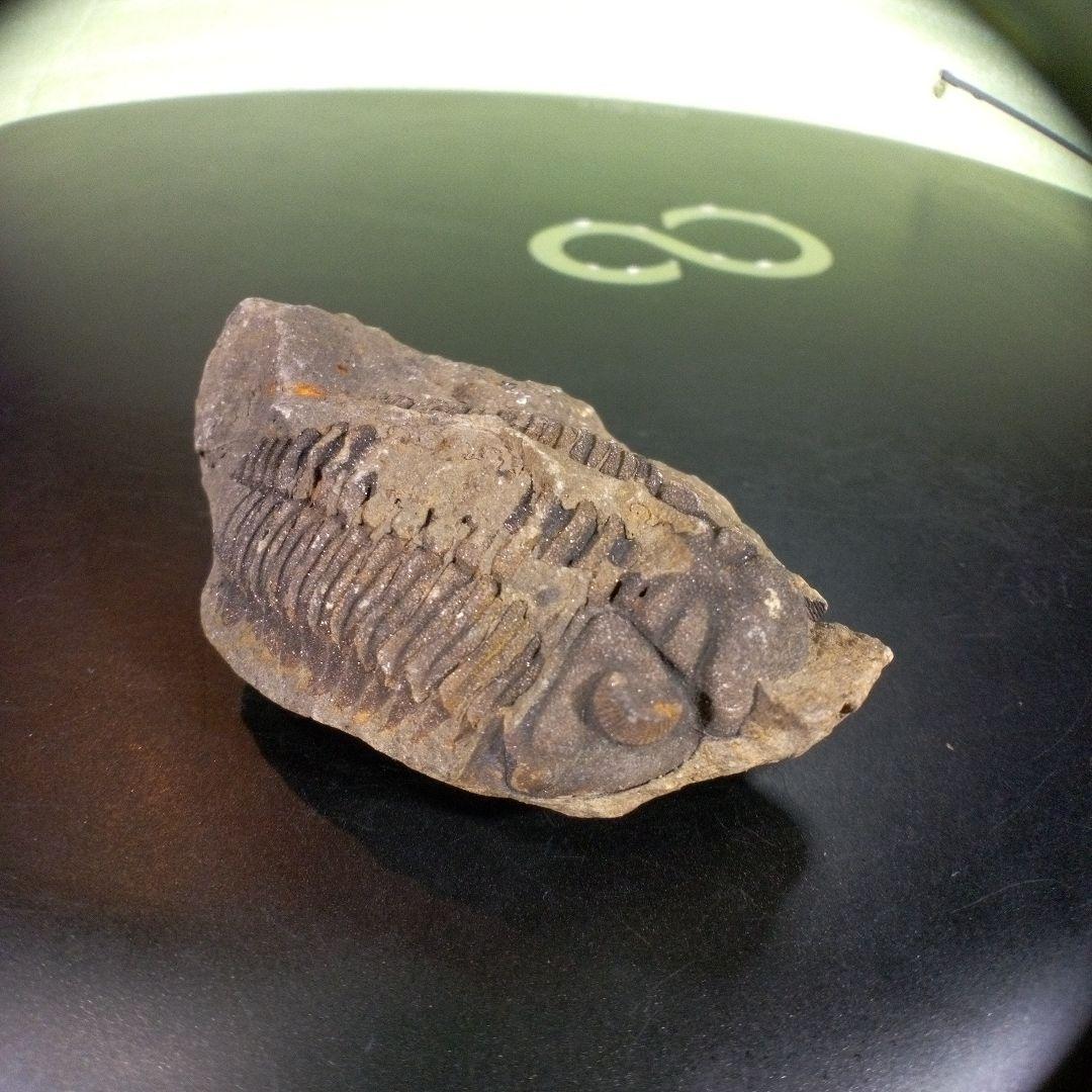 三葉虫　化石　fossil　ボリビア産　trilobite　ノジュール判別①